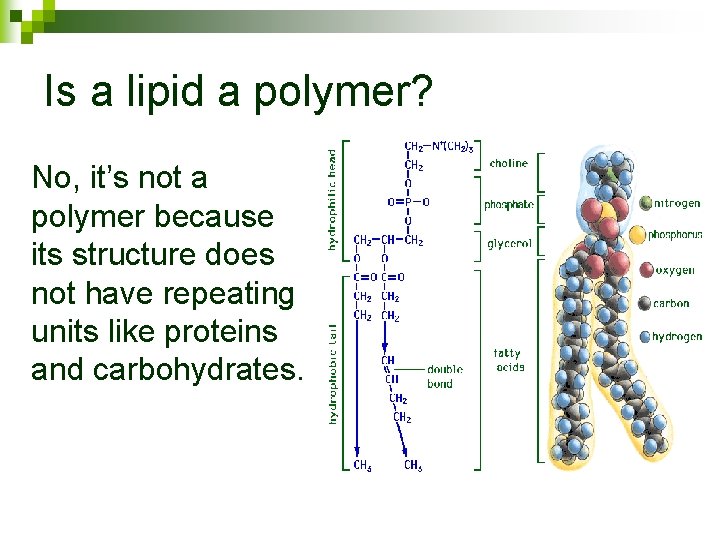 Is a lipid a polymer? No, it’s not a polymer because its structure does