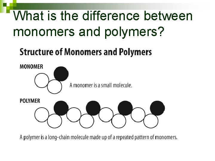 What is the difference between monomers and polymers? 