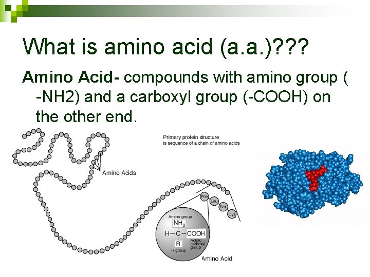 What is amino acid (a. a. )? ? ? Amino Acid- compounds with amino