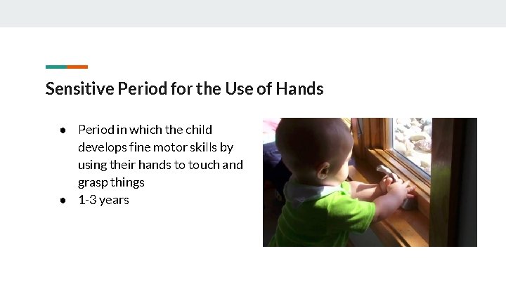 Sensitive Period for the Use of Hands ● Period in which the child develops