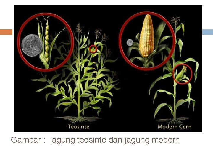 Gambar : jagung teosinte dan jagung modern 