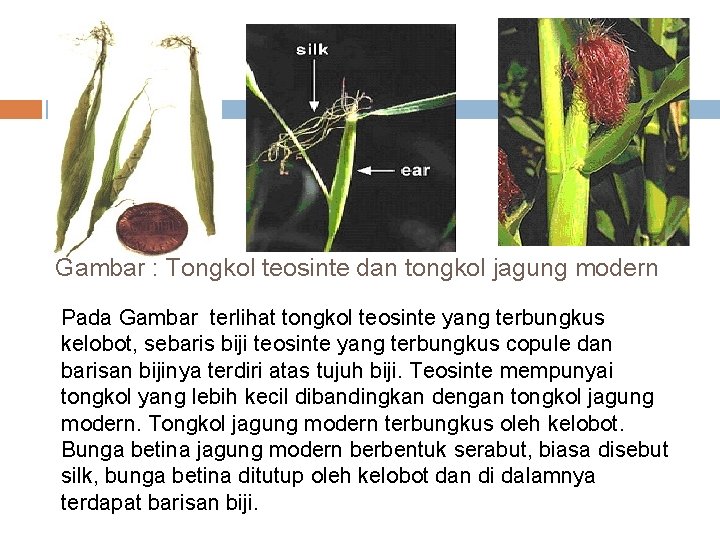 Gambar : Tongkol teosinte dan tongkol jagung modern Pada Gambar terlihat tongkol teosinte yang