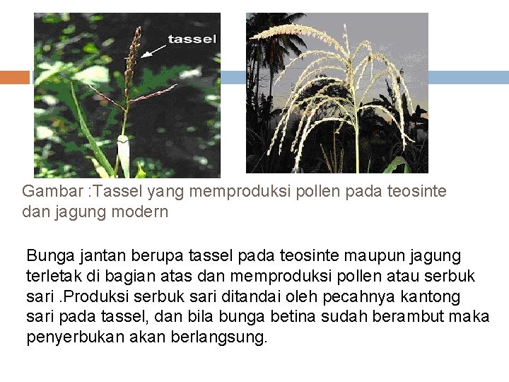 Gambar : Tassel yang memproduksi pollen pada teosinte dan jagung modern Bunga jantan berupa