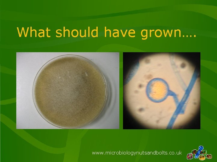 What should have grown…. www. microbiologynutsandbolts. co. uk 