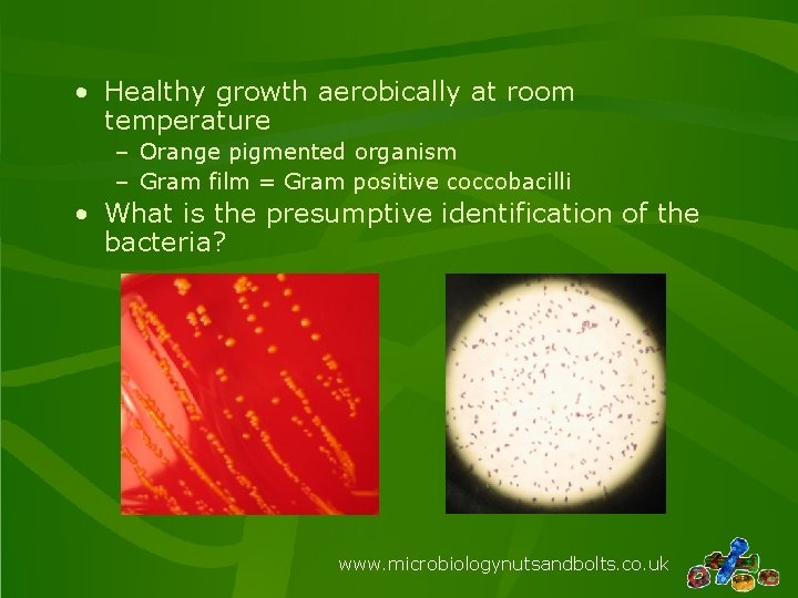  • Healthy growth aerobically at room temperature – Orange pigmented organism – Gram