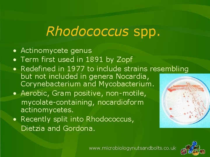 Rhodococcus spp. • Actinomycete genus • Term first used in 1891 by Zopf •