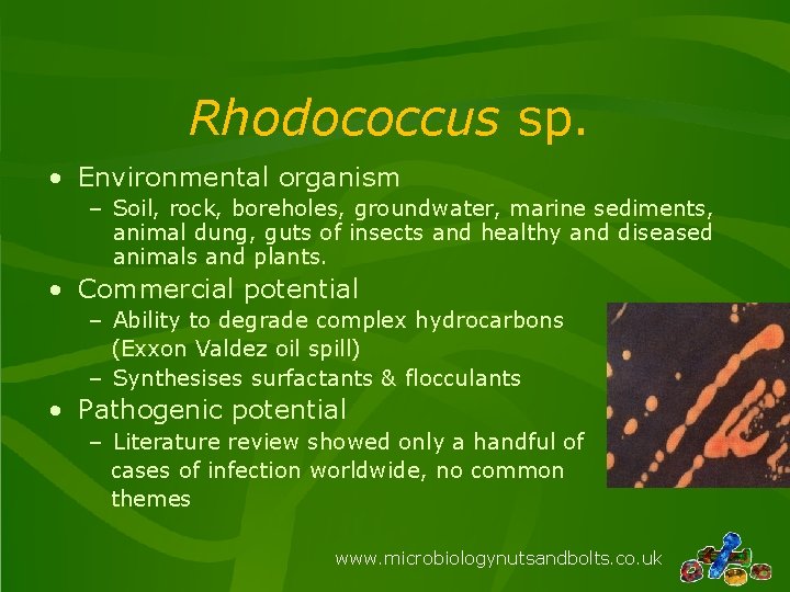 Rhodococcus sp. • Environmental organism – Soil, rock, boreholes, groundwater, marine sediments, animal dung,