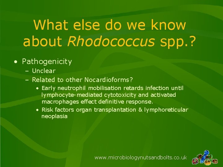 What else do we know about Rhodococcus spp. ? • Pathogenicity – Unclear –