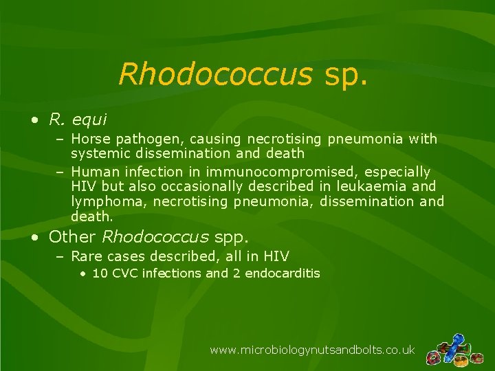 Rhodococcus sp. • R. equi – Horse pathogen, causing necrotising pneumonia with systemic dissemination