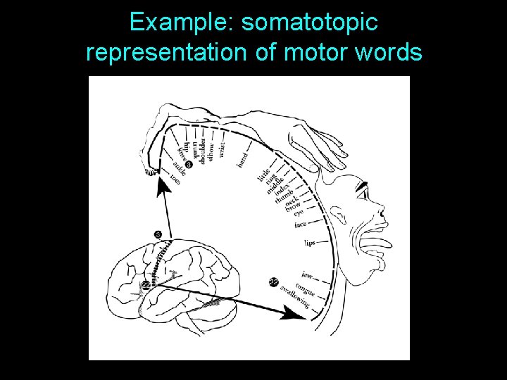 Example: somatotopic representation of motor words 35 