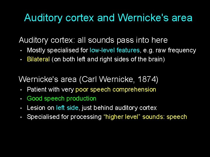 Auditory cortex and Wernicke's area Auditory cortex: all sounds pass into here • •