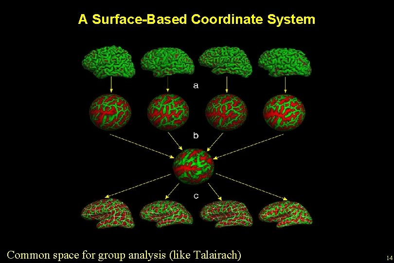 A Surface-Based Coordinate System Common space for group analysis (like Talairach) 14 
