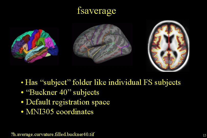 fsaverage • Has “subject” folder like individual FS subjects • “Buckner 40” subjects •