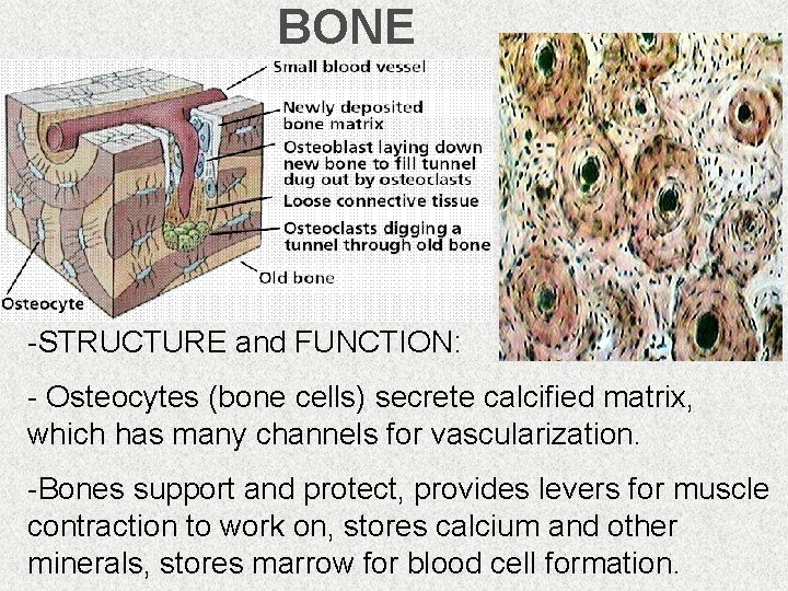 BONE -STRUCTURE and FUNCTION: - Osteocytes (bone cells) secrete calcified matrix, which has many