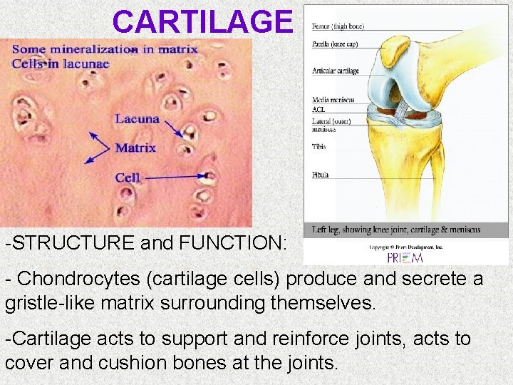CARTILAGE -STRUCTURE and FUNCTION: - Chondrocytes (cartilage cells) produce and secrete a gristle-like matrix