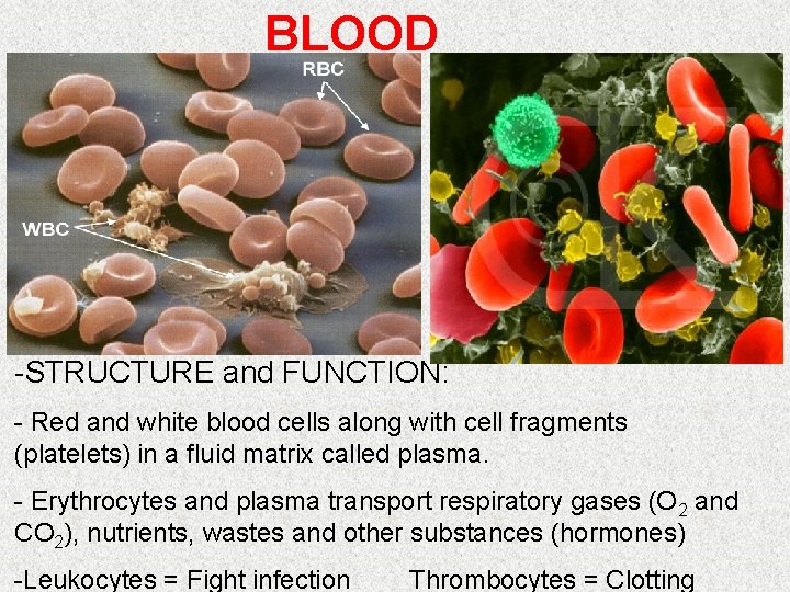 BLOOD -STRUCTURE and FUNCTION: - Red and white blood cells along with cell fragments