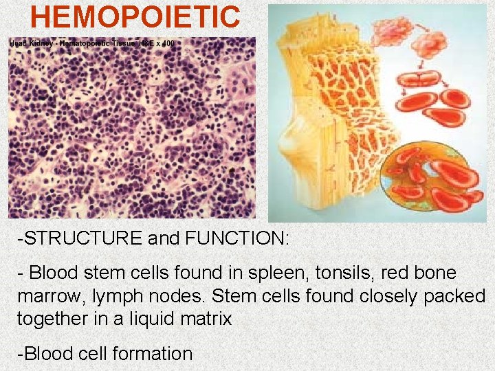 HEMOPOIETIC -STRUCTURE and FUNCTION: - Blood stem cells found in spleen, tonsils, red bone