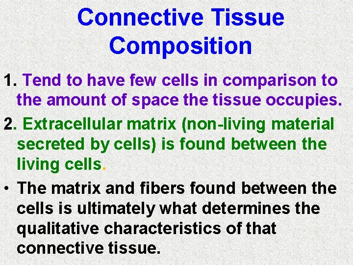 Connective Tissue Composition 1. Tend to have few cells in comparison to the amount