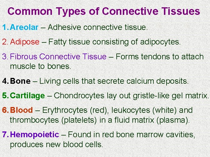 Common Types of Connective Tissues 1. Areolar – Adhesive connective tissue. 2. Adipose –