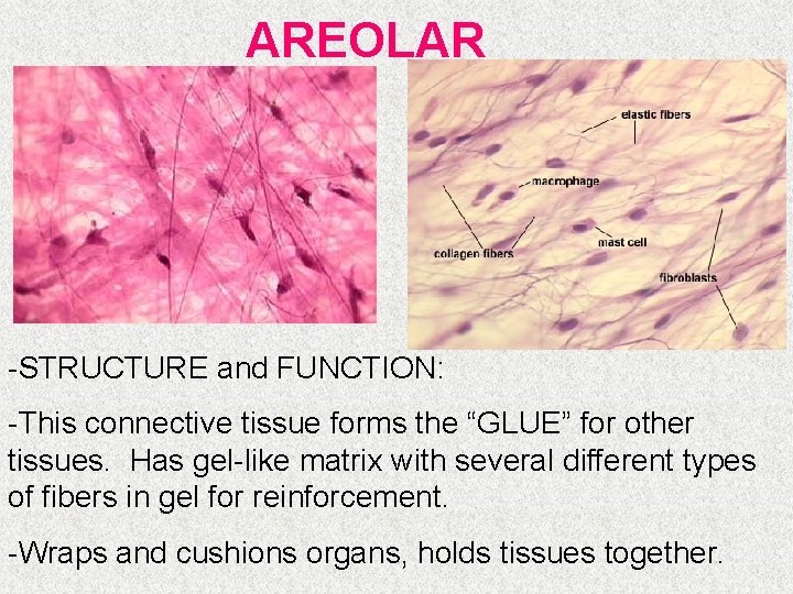 AREOLAR -STRUCTURE and FUNCTION: -This connective tissue forms the “GLUE” for other tissues. Has