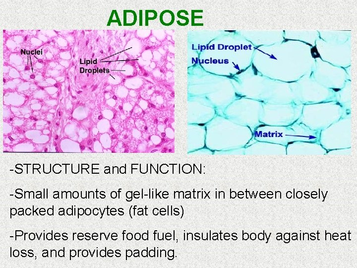 ADIPOSE -STRUCTURE and FUNCTION: -Small amounts of gel-like matrix in between closely packed adipocytes