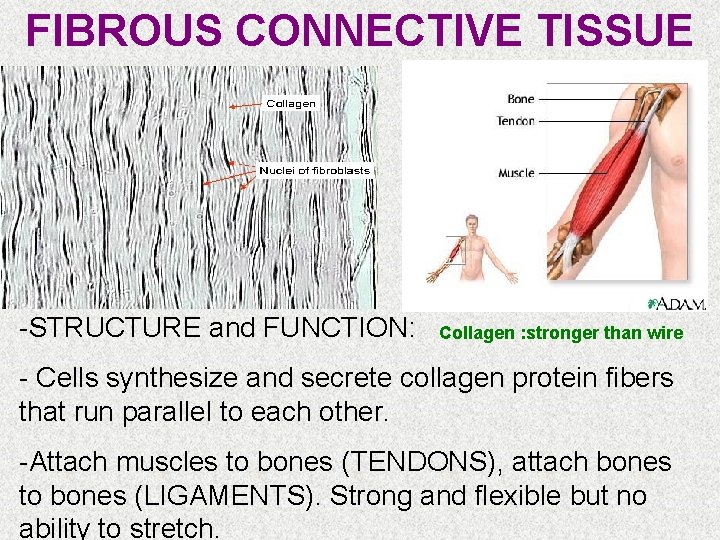FIBROUS CONNECTIVE TISSUE -STRUCTURE and FUNCTION: Collagen : stronger than wire - Cells synthesize