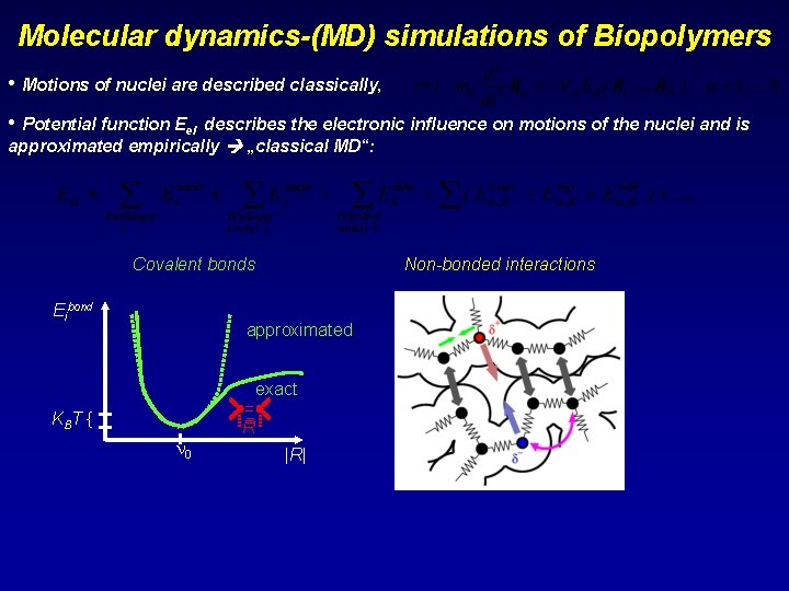 Molecular dynamics-(MD) simulations of Biopolymers • Motions of nuclei are described classically, • Potential