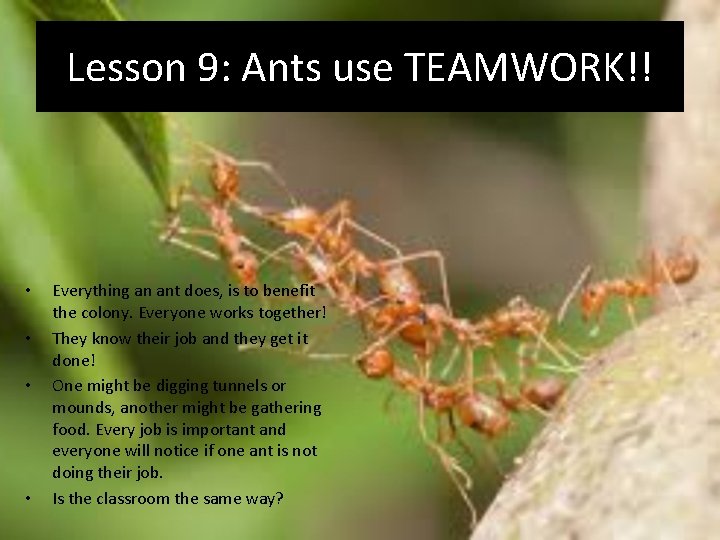 Lesson 9: Ants use TEAMWORK!! • • Everything an ant does, is to benefit