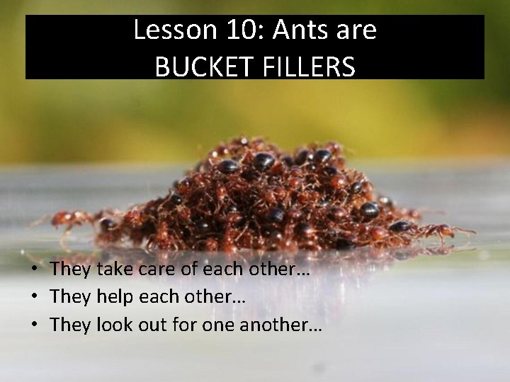 Lesson 10: Ants are BUCKET FILLERS • They take care of each other… •