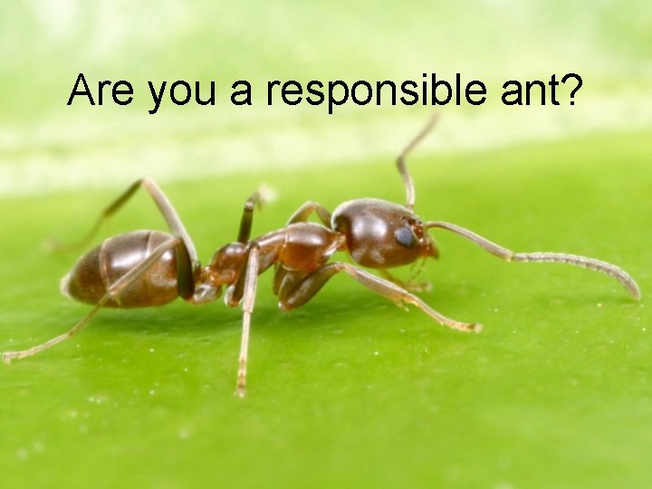 Are you a responsible ant? 
