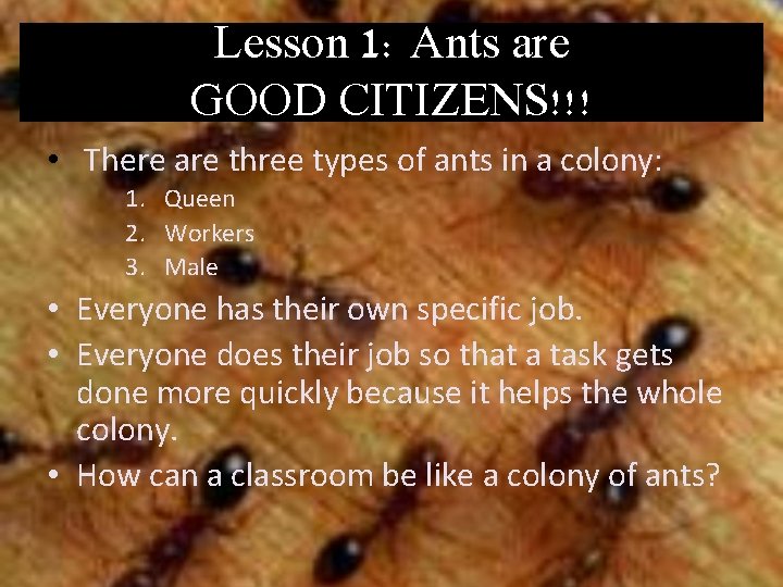 Lesson 1: Ants are GOOD CITIZENS!!! • There are three types of ants in