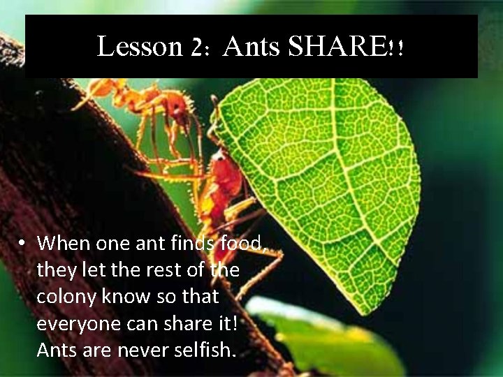 Lesson 2: Ants SHARE!! • When one ant finds food, they let the rest
