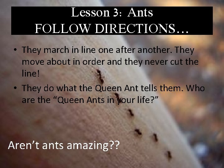 Lesson 3: Ants FOLLOW DIRECTIONS… • They march in line one after another. They