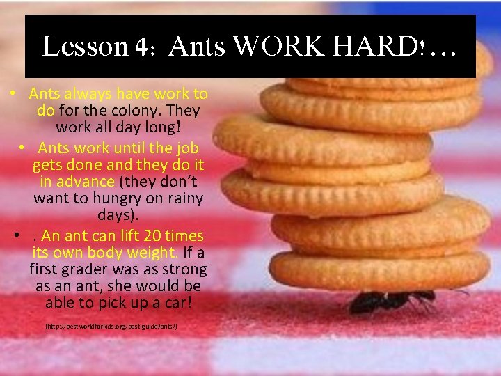 Lesson 4: Ants WORK HARD!… • Ants always have work to do for the