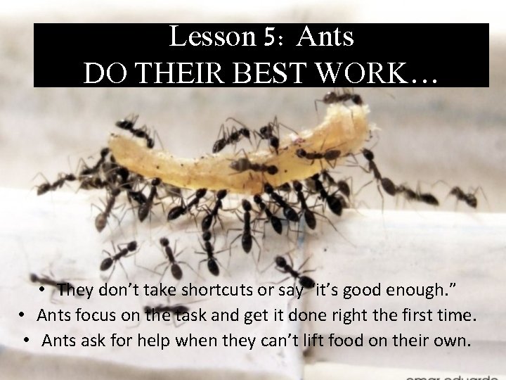 Lesson 5: Ants DO THEIR BEST WORK… • They don’t take shortcuts or say