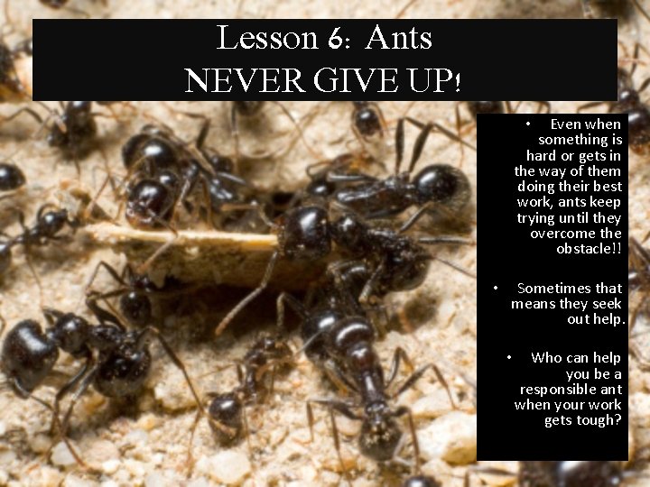 Lesson 6: Ants NEVER GIVE UP! Even when something is hard or gets in