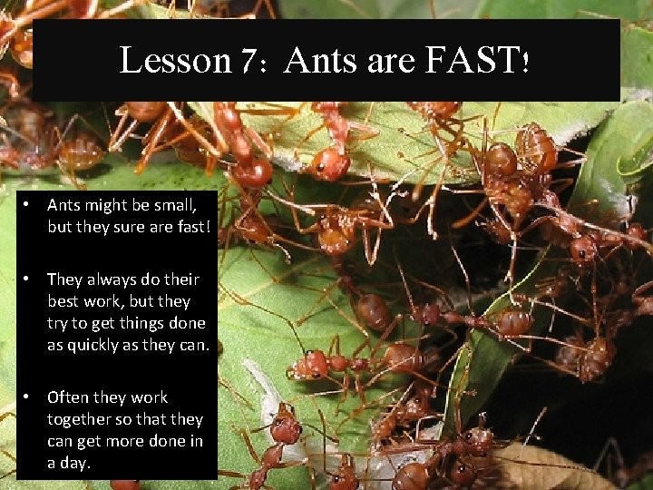 Lesson 7: Ants are FAST! • Ants might be small, but they sure are