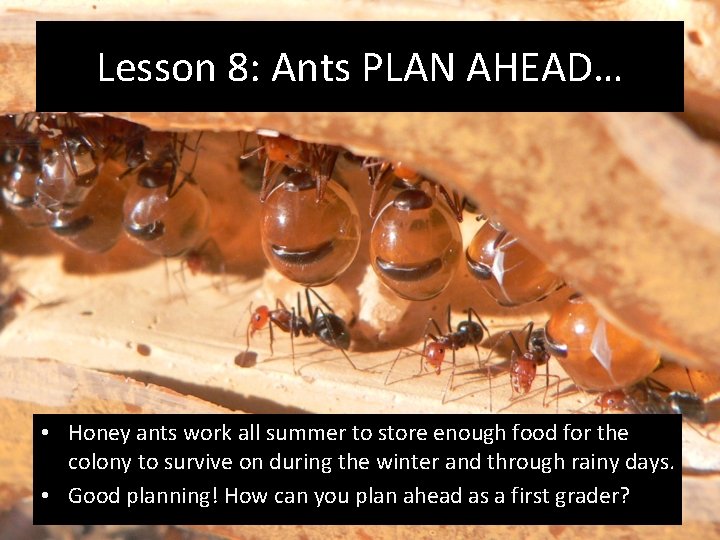 Lesson 8: Ants PLAN AHEAD… • Honey ants work all summer to store enough
