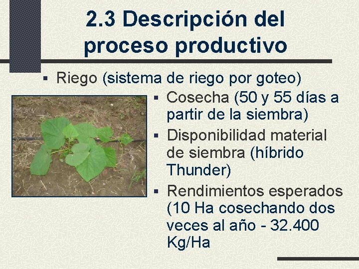 2. 3 Descripción del proceso productivo § Riego (sistema de riego por goteo) §