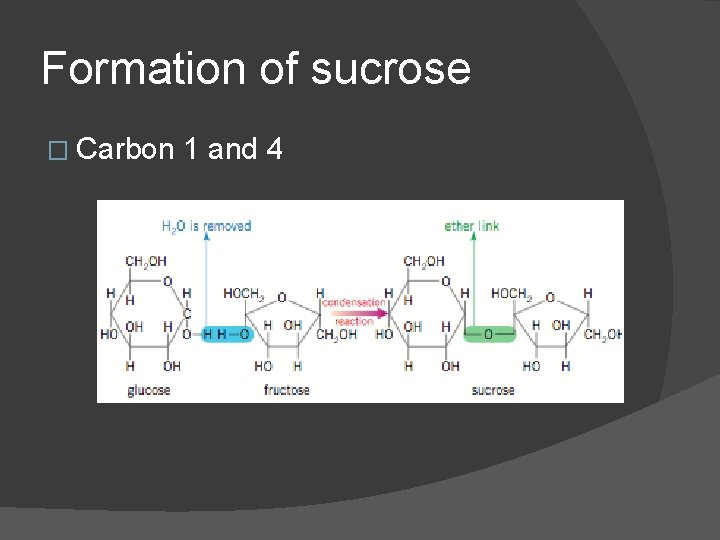 Formation of sucrose � Carbon 1 and 4 
