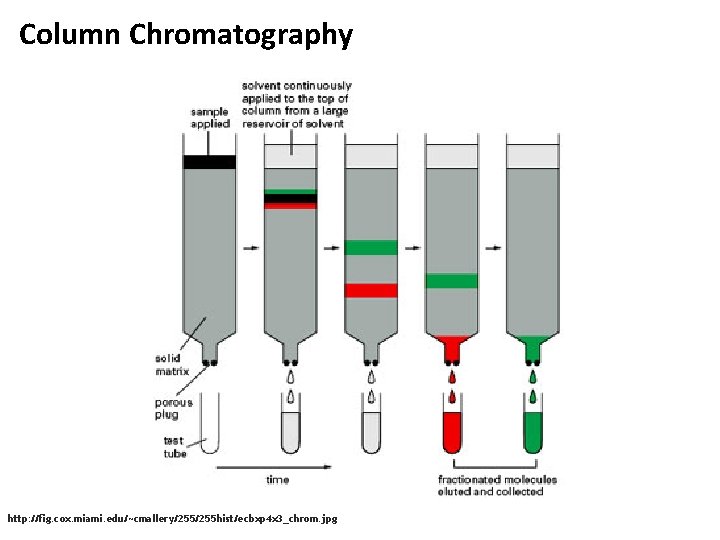 Column Chromatography http: //fig. cox. miami. edu/~cmallery/255 hist/ecbxp 4 x 3_chrom. jpg 