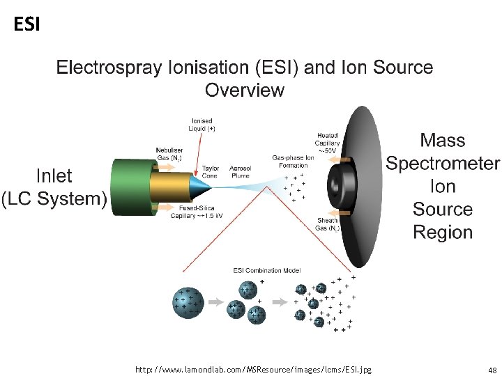 ESI image http: //www. lamondlab. com/MSResource/images/lcms/ESI. jpg 48 