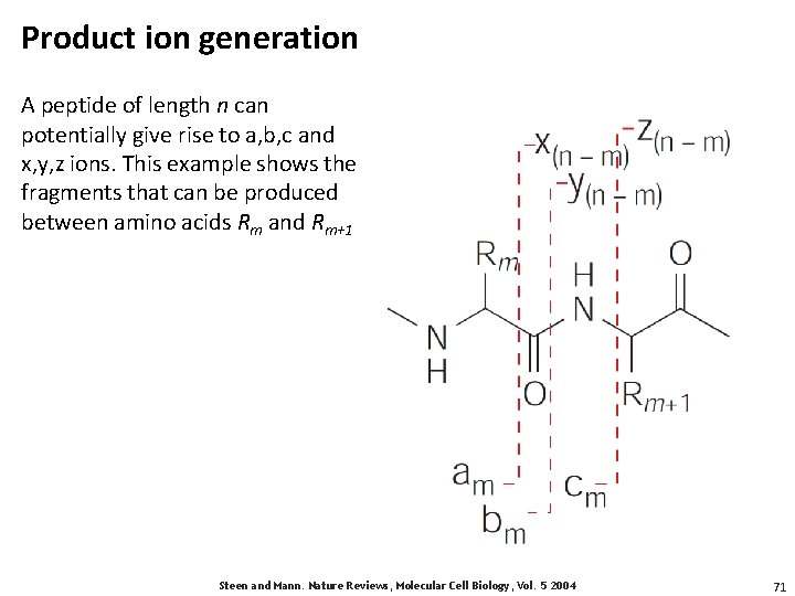 Product ion generation A peptide of length n can potentially give rise to a,