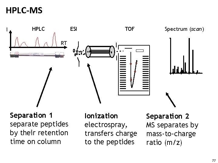 HPLC-MS I HPLC ESI TOF Spectrum (scan) RT Separation 1 separate peptides by their