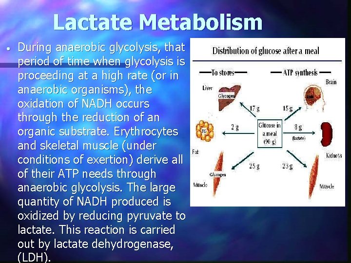 Lactate Metabolism • During anaerobic glycolysis, that period of time when glycolysis is proceeding
