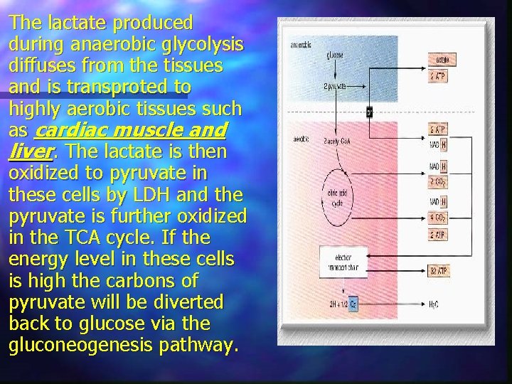 The lactate produced during anaerobic glycolysis diffuses from the tissues and is transproted to