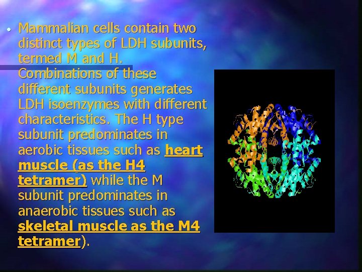  • Mammalian cells contain two distinct types of LDH subunits, termed M and