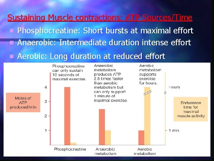 Sustaining Muscle contractions: ATP Sources/Time Phosphocreatine: Short bursts at maximal effort n Anaerobic: Intermediate