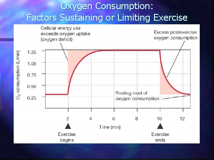 Oxygen Consumption: Factors Sustaining or Limiting Exercise 