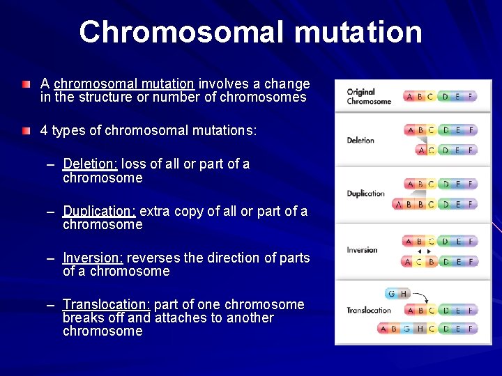 Chromosomal mutation A chromosomal mutation involves a change in the structure or number of